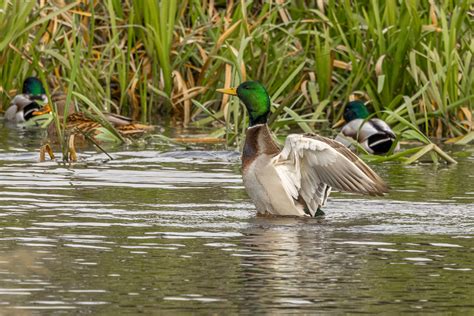 Mallard Drake Tony Spane Flickr