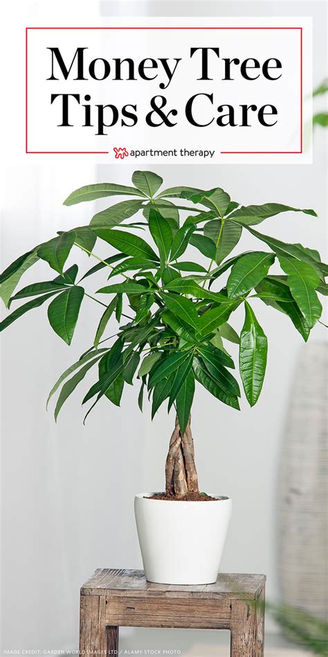 Money Tree Plant Care Growing Plants Indoors Apartment Therapy