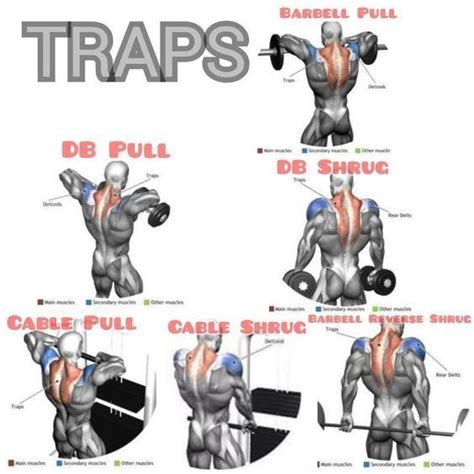 The 8 best traps exercises – Artofit