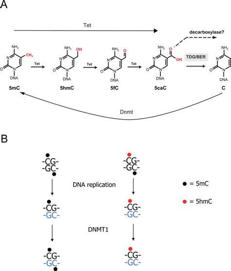 Active And Passive DNA Demethylation Through 5 Hydroxymethylcytosine