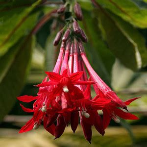 Fuchsia Seeds - Plant World Seeds