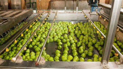 Los Productores Frutícolas Del Alto Valle Cerraron El Año Con Una Sonrisa