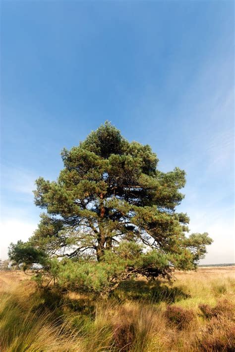 Pine Tree Free Stock Photos And Pictures Pine Tree Royalty Free And