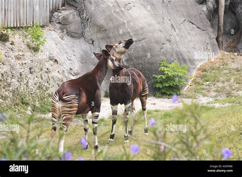 Okapi mating hi-res stock photography and images - Alamy