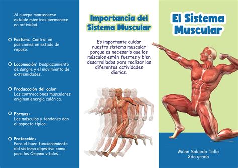 Triptico Sistema Muscular Para Ni Os De Primaria Ppt