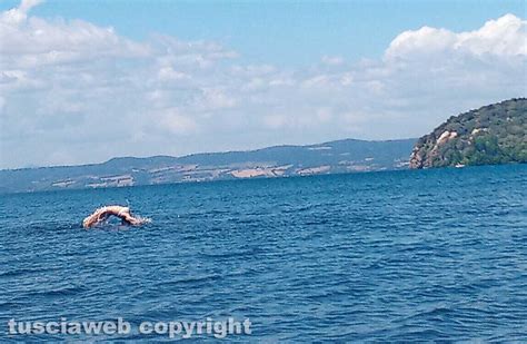 Un Delfino Al Lago Di Bolsena Tusciaweb Eu