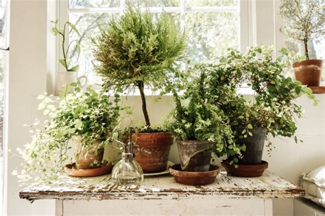 Sunroom Plants and Projects - Midcounty Journal