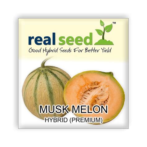 Musk Melon Hybrid Premium Fruit Seeds Garden And Outdoors