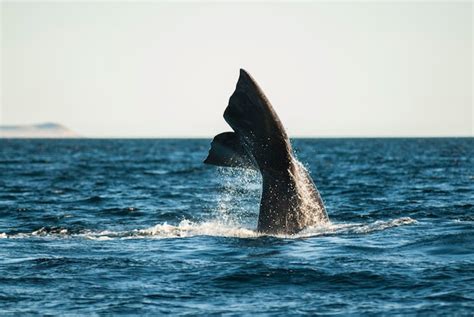 Espécie ameaçada de extinção da cauda da baleia franca sohutern