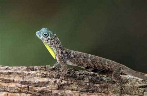 Uncharted Philippines The Top Three Most Fascinating Lizards Of The