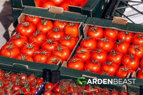 European Tomato Market Surges With Help From Morocco