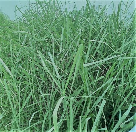 5 Live Growing Lemongrass Plants Organically Grown Shipped In Peat Moss