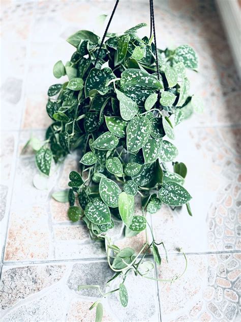 Scindapsus Silver Satin Pothos Low Light Houseplant Variegate Etsy