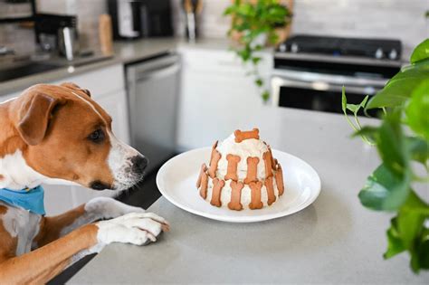 How To Make A Dog Bone Cake