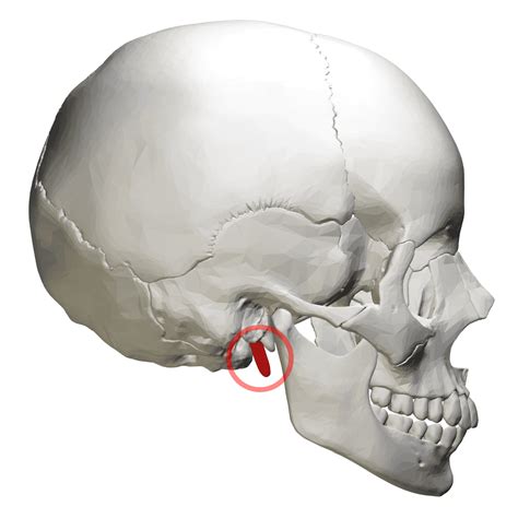 Apófisis Estiloides Wikiwand