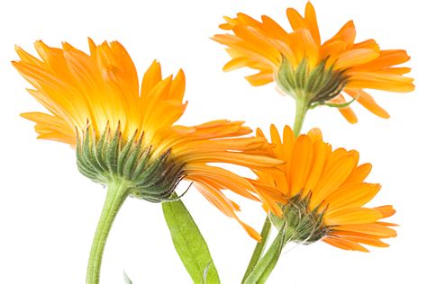 Free photo: Orange flowers - Yellow, Pink, Nature - Free Download - Jooinn