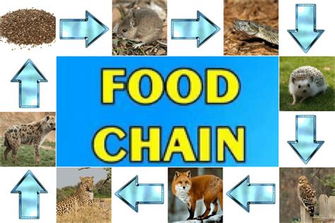 Food Chain Of Animals