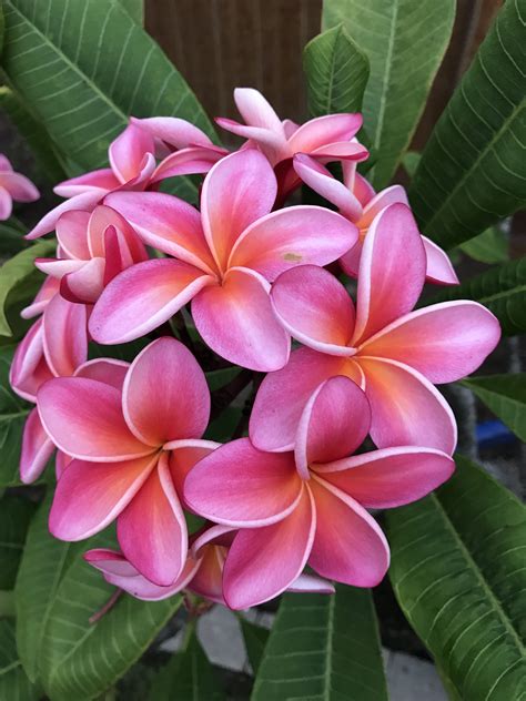 Plumeria | Exotic flowers, Hawaii flowers, Beautiful flowers