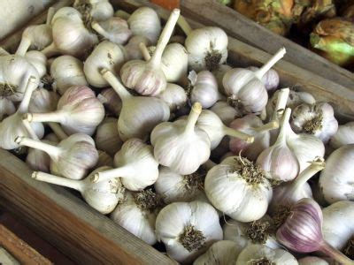 Best Way To Store Garlic Storing Garlic Before And After Planting