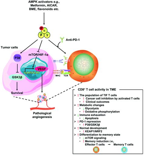 Several Beneficial Effects Of Ampk Activators On Antitumor Immunity