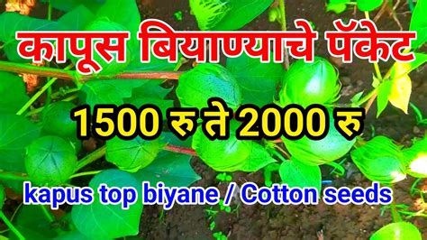 कापूस बियाणे पॅकेट 1500 ते 2000 रु झालंय कापूस बियाणे 2024 Best Cotton Seeds Kapus Biyane