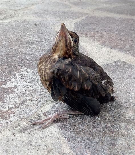 Blackbird Young Bird Chick Free Photo On Pixabay Pixabay