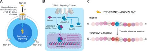 Tgf β1 Signaling Pathway And Examined Tgfb1 Thr263ile Gene