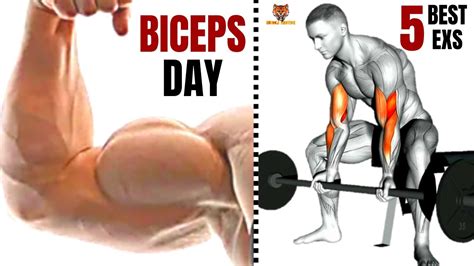 5 Best Biceps Workout At Gym To Get Bigger Arms Fast Musculation Des Biceps Youtube