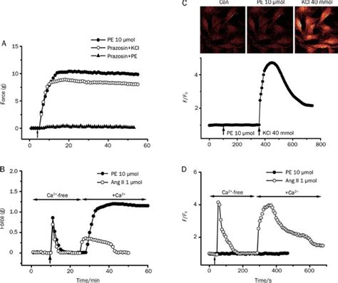 Differences In Contractile And Intracellular Ca Signal Responses To