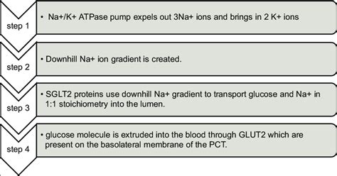 Steps Involved In Glucose Reabsorption By The Proximal Convoluted