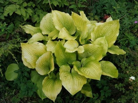 Хоста Голден Медальон: описание сорта, характеристики, тонкости посадки ...