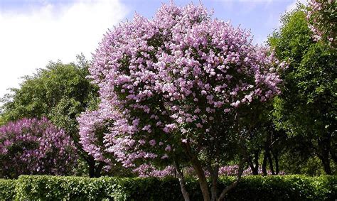 Кусты многолетники для сада неприхотливые долгоцветущие: Декоративные ...