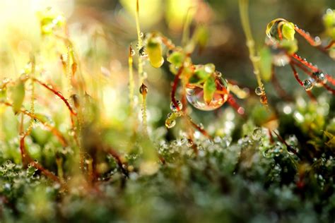 Free Images Tree Nature Grass Branch Sunlight Leaf Flower