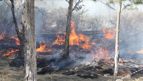 Gobierno Estatal Busca Terminar Con Incendios Forestales Telediario