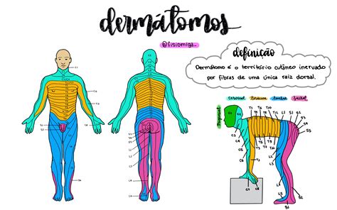 Tabela Dermatomos E Miotomos Cinesiologia E Biomec Nica