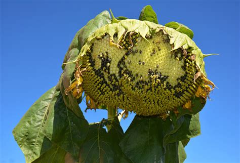 Damaged By Birds Sunflower Head Is A Sign To Protect Sunflower Crops From Bird Pests House