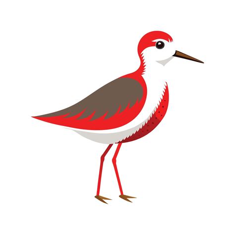 Spotted Sandpiper Bird Dynamic Illustration 58246337 Vector Art at Vecteezy