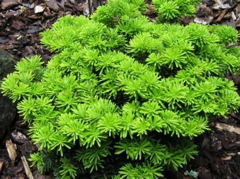 Купить саженцы пихта корейская Taiga с доставкой по всей России ...