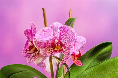 La Orqu Dea Rosada De La Rama Florece Con Las Hojas Verdes Orchidaceae