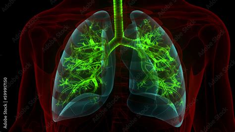 Human Respiratory System Lungs Anatomy Stock Illustration | Adobe Stock