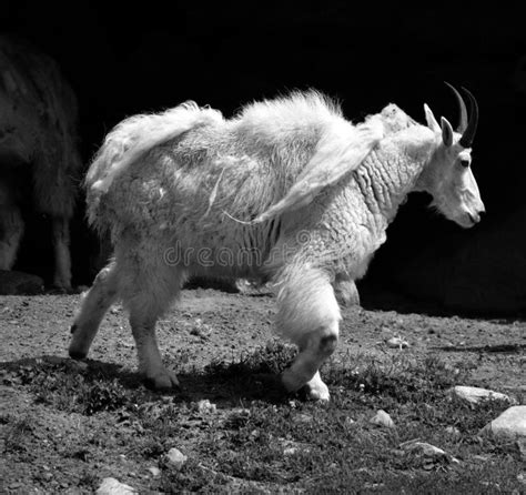 Mountain Goat Also Known As the Rocky Mountain Goat, Stock Image - Image of athlete, meadow ...