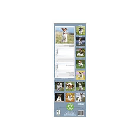 Calendrier Mural Etroit Slim Chien De Race Jack Russell Terrier Jack