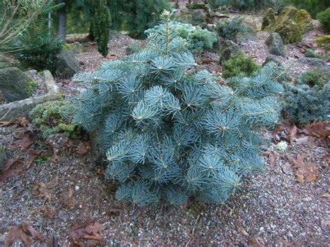 Abies Concolor La Veta