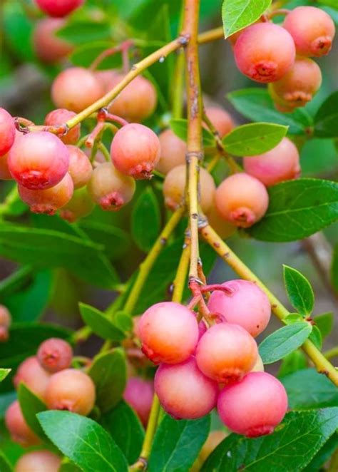 Pink Lemonade Blueberry Plant For Sale Sow Exotic