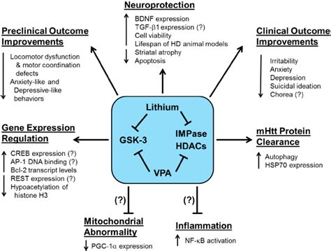 The Preclinical And Clinical Effects Of Lithium And Valproic Acid Vpa