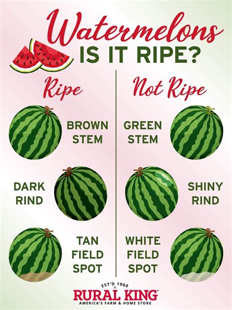 how to know papaya is ripe 8