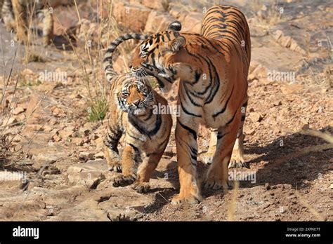 Bengal Tiger Panthera Tigris Tigress Noor Telling Off Cub