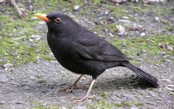 Common Blackbird Phylo The Trading Card Game