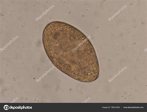 Parasites In Stool Microscope