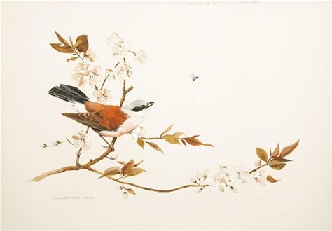 Raymond Harris Ching Red Backed Shrike 1986 Mutualart